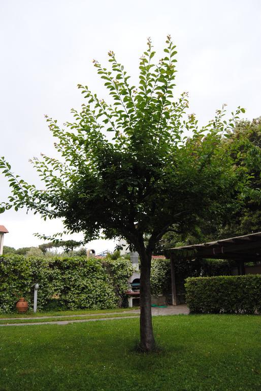 Il Susino Apartment Tirrenia Luaran gambar